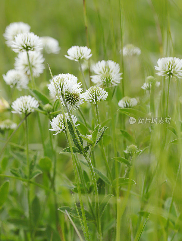 山三叶草(Trifolium montanum)